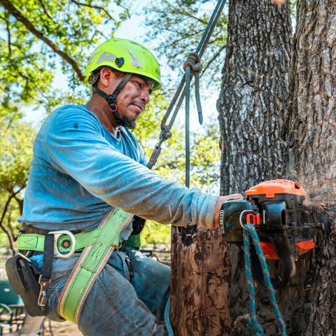 Tree climber cutting a trunk section with a chainsaw