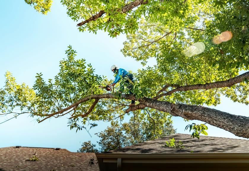 Climber trimming a long branch above a roofline