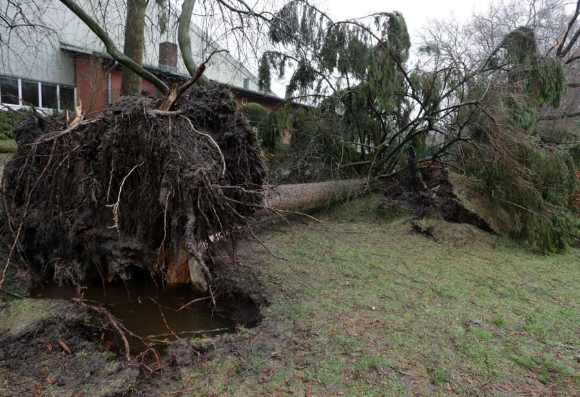 Large uprooted tree lying across a yard after a storm